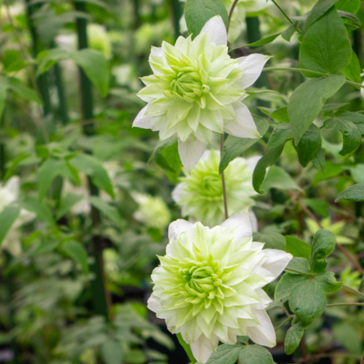 Клематис цветущий Пепперминт